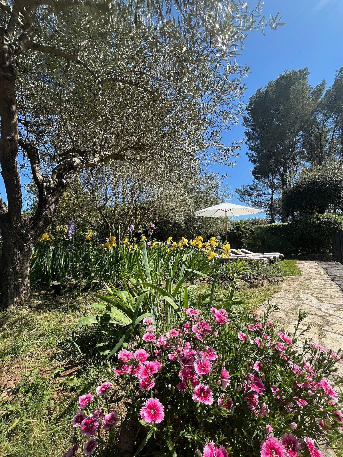 Jardin paysager avec oliviers, iris et fleurs