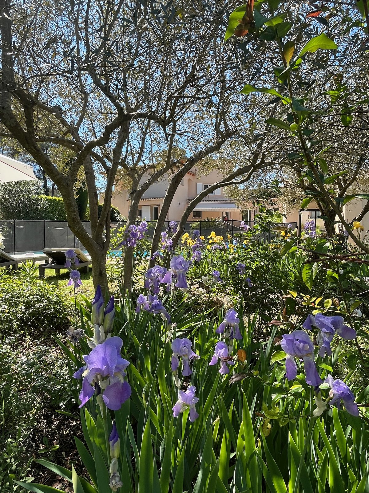 Iris en fleur devant la villa